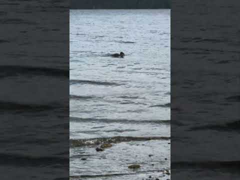 Aves en la desembocadura del río Bonito, Villa La Angostura, Neuquén, Patagonia, Argentina