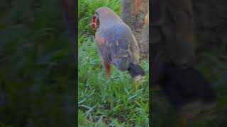 Gavião fumaça ou gavião caboclo #animais #aves
