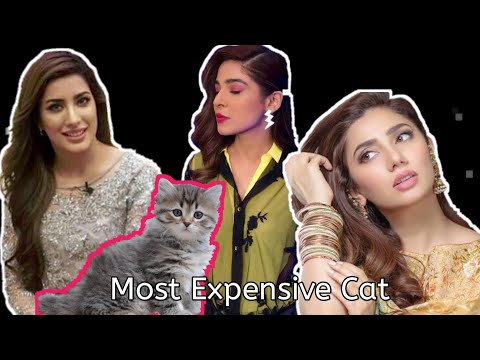 World most cutest and Expensive cat owned by Ayesha omar, Mahira and Mehwish will amaze you