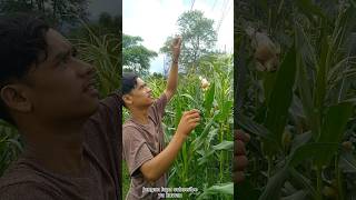 Download lagu Catching birds in the rice field area caught manyar birds #shortvideo mp3