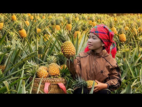 一位单身母亲采摘巨型菠萝并烹制传统菜肴的旅程。