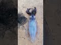 Squid Fresh Catch Shortsvideo Viral Trending
