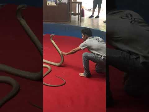 King cobra attack