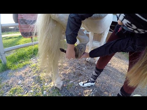 , title : 'HOW TO pulire lo zoccolo del cavallo, in collaborazione con Emma || Ely e Bailando Official ||'