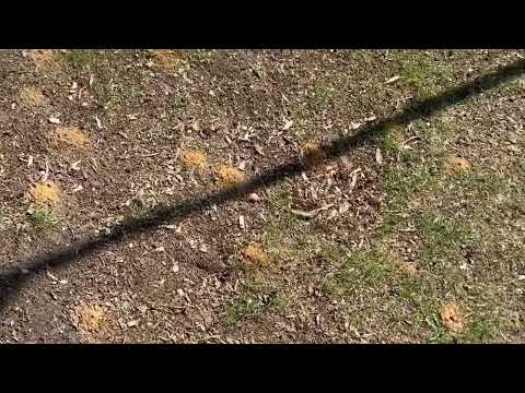 Digger Bees Ruin Lawn in Marlboro, NJ