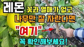 레몬 꽃열매가 없고 순만 무성한이유 여기를 꼭 확인하시고 레몬씨앗이나 삽목은 하지 마세요 #래몬키우기