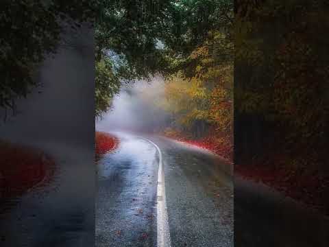 🌲 Forest Road in Autumn: Rain on Leaves for a Peaceful Sleep 🍂
