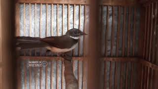 Download lagu Sikatan Jawa/Kipas Betina mp3