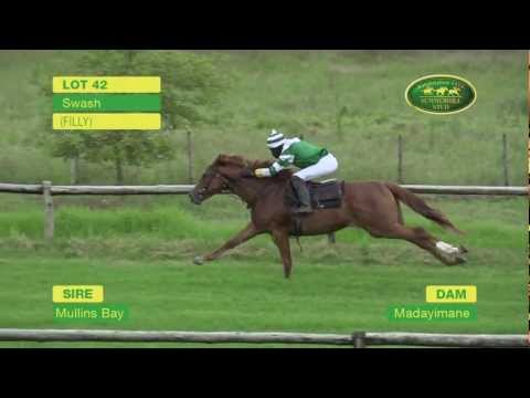 LOT 42 - SWASH (Mullins Bay - Madayimane) (Filly)