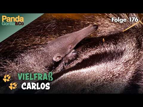Von Ameisenbär bis Panda: Nachwuchs & Sorgenfälle im Zoo Berlin | Panda, Gorilla & Co.