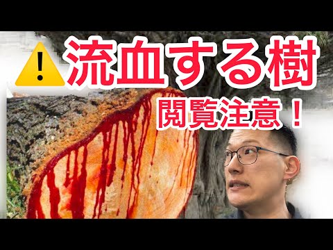 龍血樹の救世主