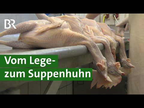 , title : 'Hühnersuppe: Legehennen kommen als Suppenhühner in den Suppentopf | Huhn Doku | Unser Land | BR'