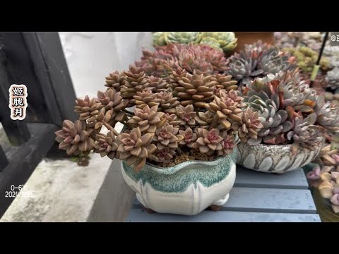 花盆尺寸怎麼看