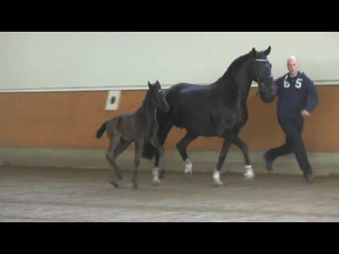 09 Stute v. Fürsten Look