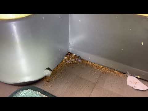 Office Bathroom Infested with Pavement Ants in Marlboro, NJ