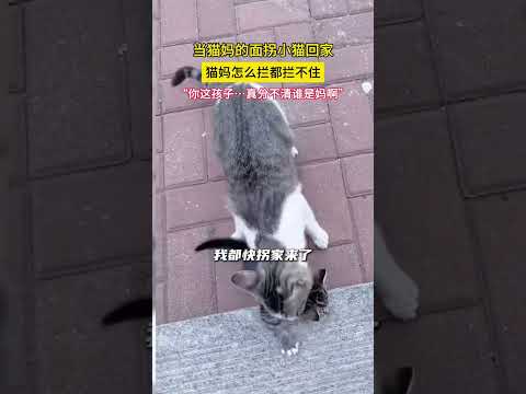 小猫:麻麻救我,后面有猫贩子追我 #趣事 #社会 #杂谈