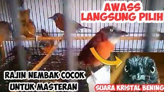 Download lagu CARA MEMILIH BURUNG TEPUS KEPALA ABU ABU YANG BAGUS PROSPEK DI OMBYOKAN mp3