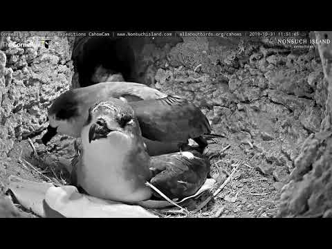 Cahows Continue Courtship, Copulate In Nesting Burrow – Oct. 31, 2019