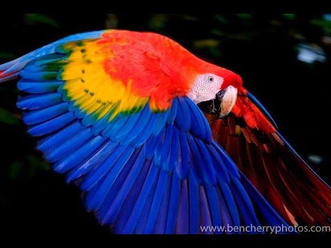 Ben Cherry Photos video.