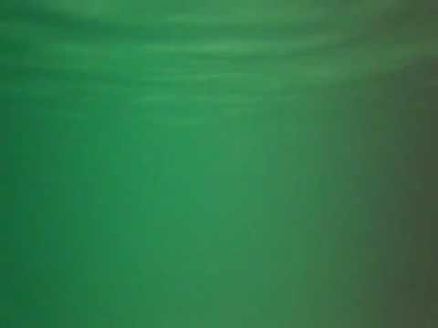 Monstro do Pântano !!!