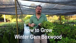 How to grow Winter Gem Boxwoods (Buxus) with a detailed description