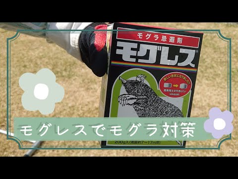 モグラに対する植物: 緑地からモグラを遠ざけるためのトップ 3!  庭園