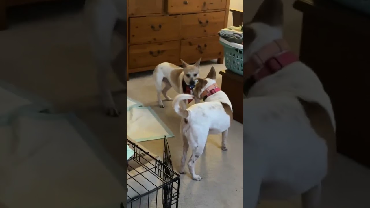 Walter, a Adoptable Mixed Breed in Fredericksburg, VA video 6/6