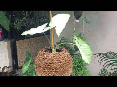 Chiratta kondoru flower pot undaakaam #muneer ambalath #