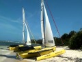 Weta On Caribbean Beach
