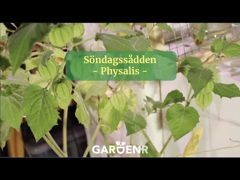 Söndagssådden - Physalis - Trädgårdshacks med GardenR