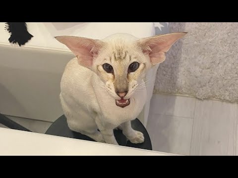 Oriental Shorthair Cat Tyson Likes to Eat Yogurt