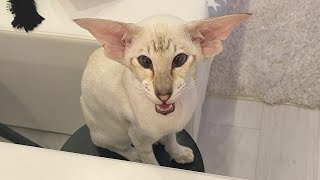 Oriental Shorthair Cat Tyson Likes to Eat Yogurt