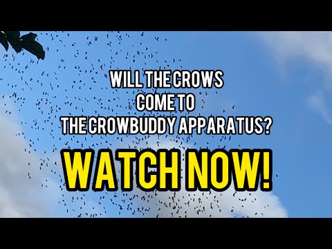 Watch Crows Meet the Crowbuddy – Plus a Surprise Guest (at the End)! 🐦🗑️ #smartcrow #corvids