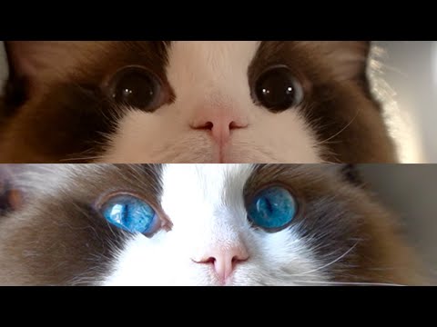 시간에 따라 변하는 고양이의 신비로운 눈