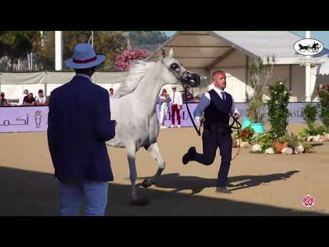 N 73 EKS SHAKIRA   Mediterranean and Arab Countries AHC   Menton 2022   Mares 9+ Years Old Class 5