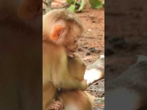 Poor baby monkey #monkey #monkeydluffy #monkeybusiness #monkeys #monkeyforest