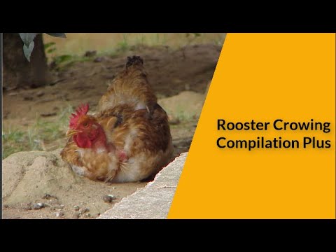 Rooster Crowing Compilation Plus - Rooster crowing sounds Effect 2020