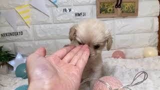 ハーフ犬の動画01