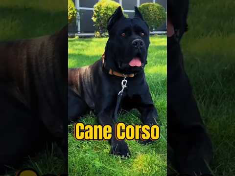 Watch a Cane Corso Grow Up!