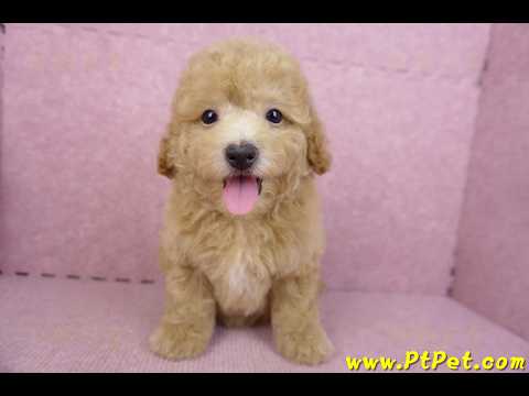 08/10泰迪比熊母幼犬(新北新店)