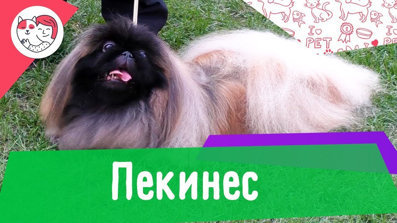 Пекинес. Особенности. Уход