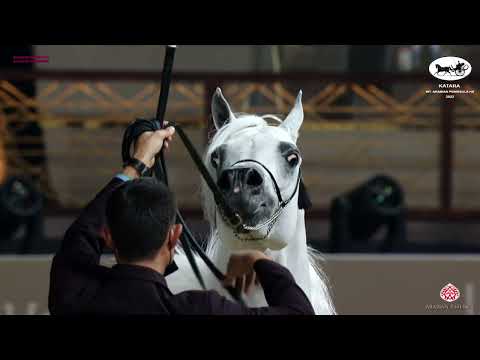 N 205 HAKEEM AL WAAB   Katara Int  Arabian Peninsula Horse Show 2022   Stallions 4 to 6 Years Old Cl