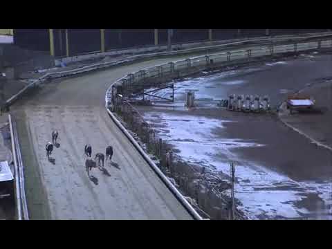 Signet Goofy   Semi Final 2