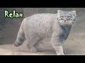 凛々しい　マヌルネコ兄弟　cool　 pallas’s cat