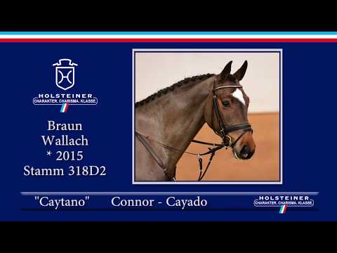 Holsteiner Frühjahrsauktion 2020 - Nr. 109 Caytano v. Connor - Cayado