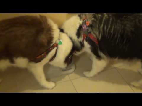 Holiday Inn Breinigsville/Allentown, PA (December 2015)