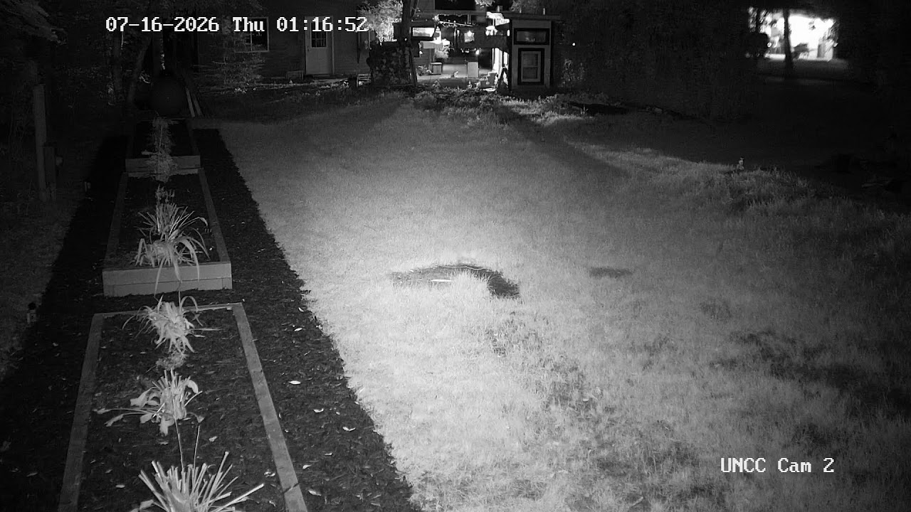 Live webcam view of Feral Cat Colony Creekside Yard