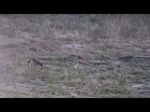 Djuma: Egyptian Goose pair - 05:43 - 03/31/2022