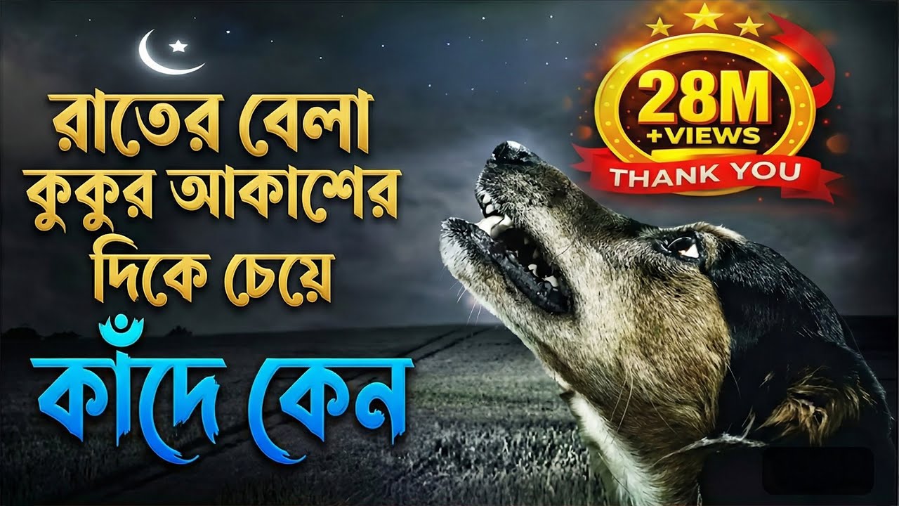 মাঝ রাতে আকাশের দিকে মুখ করে কুকুর কাঁদে কেন? জানলে চখের পানি ধরে রাখতে পারবেন না!
