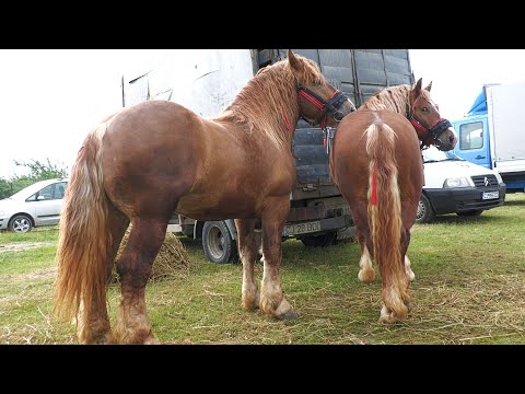 Corojan Dorel's stallions from Florești - Cluj 2022